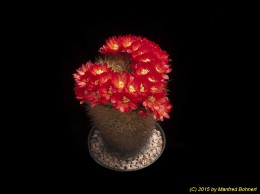 Sulcorebutia tiraquensis v. tiraquensis 2276